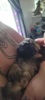 Mocha, a female Yorkipoo for sale in Wyoming, MI – 2 of 2