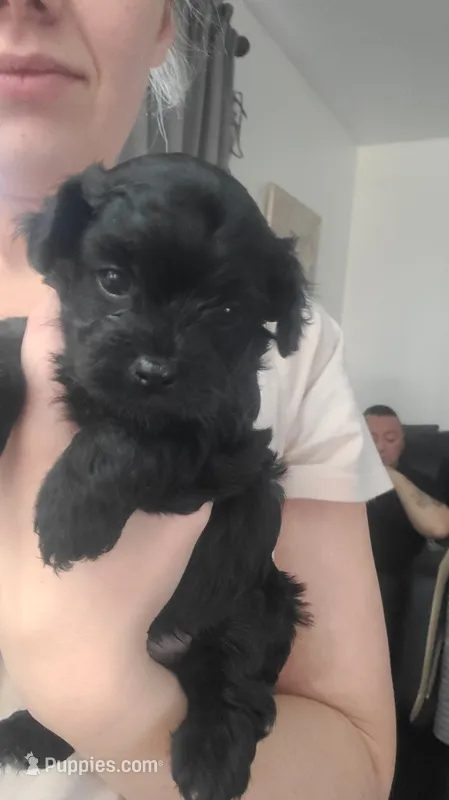 Lily – Yorkipoo puppy for sale in Wyoming, MI