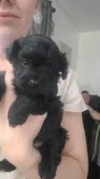 Lily, a female Yorkipoo for sale in Wyoming, MI – 1 of 1