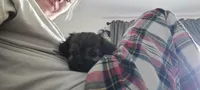 Mocha, a female Yorkipoo for sale in Wyoming, MI – 1 of 2