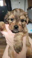 Cappuccino , a female Yorkipoo for sale in Wyoming, MI – 2 of 2