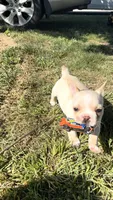 Cooper, a male French Bulldog for sale in Winchester, KY – 3 of 7