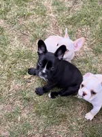 Milk, a male French Bulldog for sale in Winchester, KY – 7 of 7