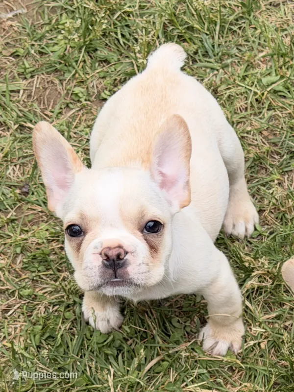 Cooper – French Bulldog puppy for sale in Winchester, KY