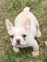Cooper, a male French Bulldog for sale in Winchester, KY – 7 of 7