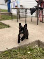 Milk, a male French Bulldog for sale in Winchester, KY – 4 of 7