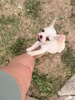 Fire, a female French Bulldog for sale in Winchester, KY – 3 of 4