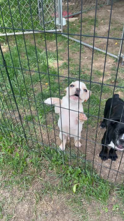 Cooper, a male French Bulldog for sale in Winchester, KY – 9 of 9