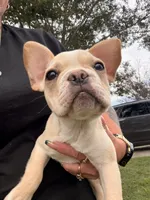 Cooper, a male French Bulldog for sale in Winchester, KY – 2 of 9