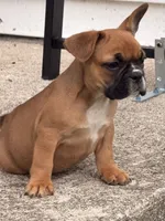 Boxer, a male French Bulldog for sale in Winchester, KY – 3 of 6