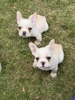 Princess , a female French Bulldog for sale in Winchester, KY – 3 of 6