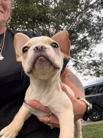 Cooper, a male French Bulldog for sale in Winchester, KY – 7 of 9