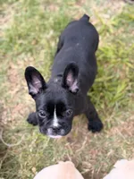 Milk, a male French Bulldog for sale in Winchester, KY – 5 of 7
