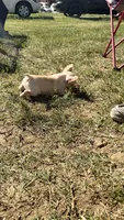 Cooper, a male French Bulldog for sale in Winchester, KY – 5 of 7