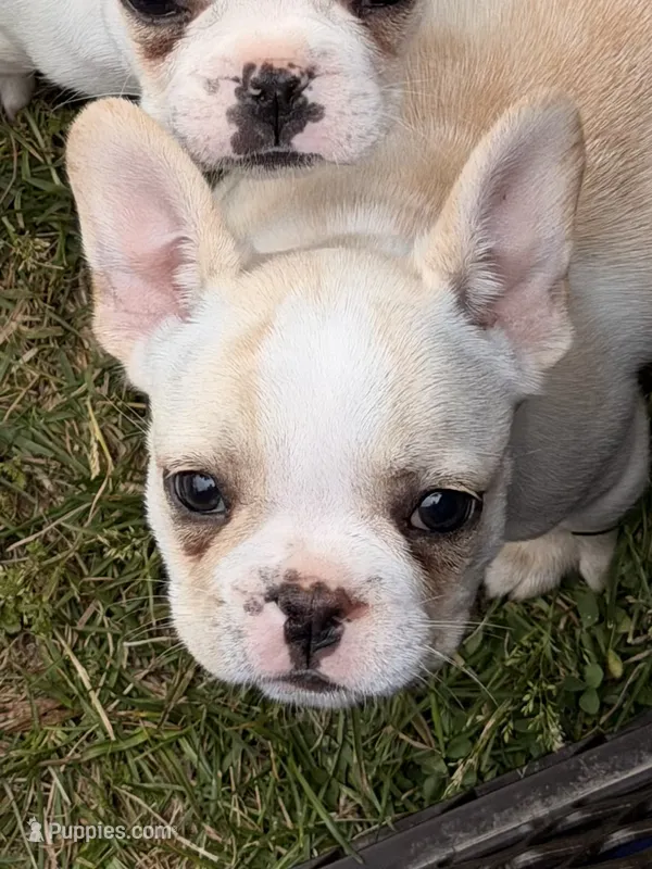 Princess  – French Bulldog puppy for sale in Winchester, KY