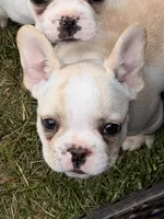 Princess , a female French Bulldog for sale in Winchester, KY – 1 of 6