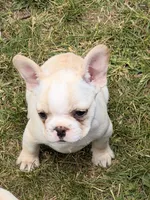Princess , a female French Bulldog for sale in Winchester, KY – 6 of 6