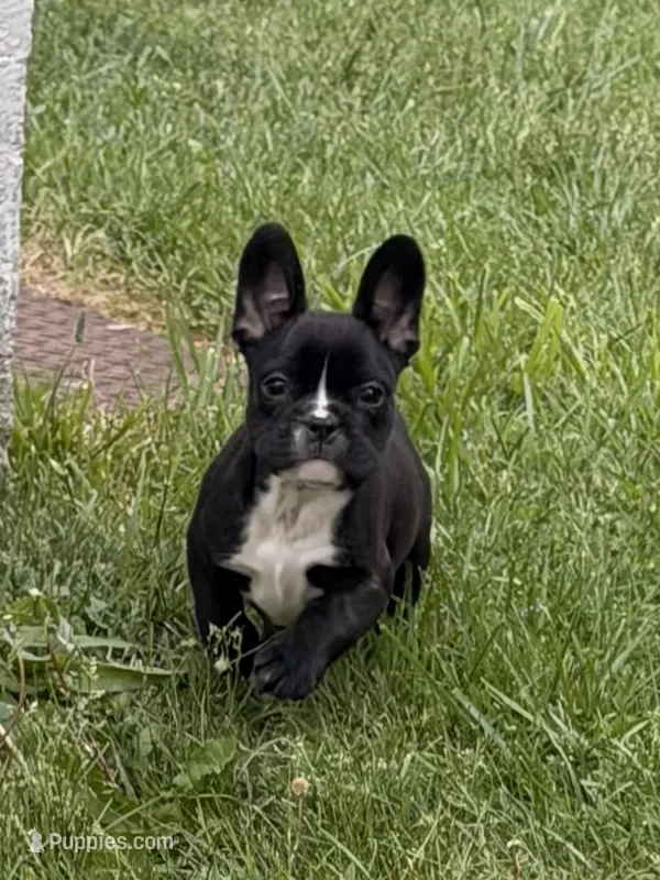 Milk – French Bulldog puppy for sale in Winchester, KY