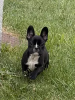 Milk, a male French Bulldog for sale in Winchester, KY – 1 of 7