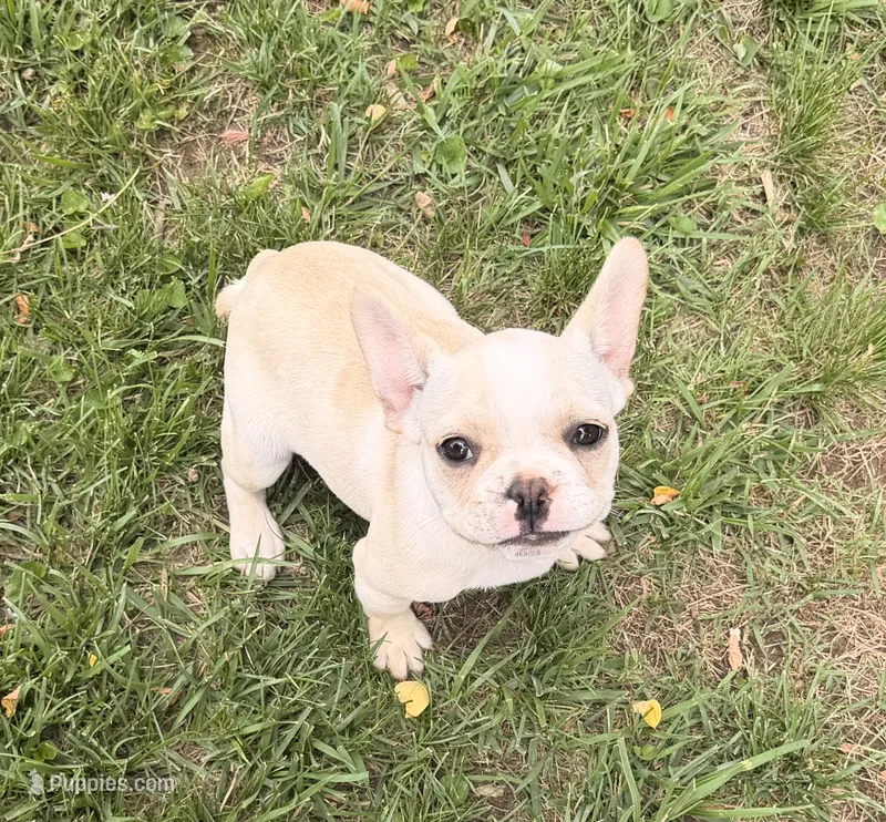 Princess  – French Bulldog puppy for sale in Winchester, KY