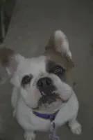 Sincere, a female French Bulldog for sale in Winchester, KY – 2 of 4