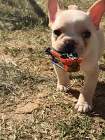 Cooper, a male French Bulldog for sale in Winchester, KY – 2 of 7