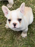Princess , a female French Bulldog for sale in Winchester, KY – 4 of 6
