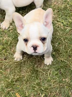 Princess , a female French Bulldog for sale in Winchester, KY – 5 of 6