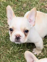 Cooper, a male French Bulldog for sale in Winchester, KY – 6 of 7