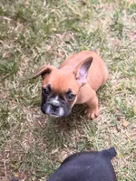 Boxer, a male French Bulldog for sale in Winchester, KY – 5 of 6