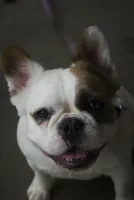 Sincere, a female French Bulldog for sale in Winchester, KY – 4 of 4