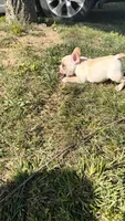 Cooper, a male French Bulldog for sale in Winchester, KY – 4 of 7