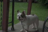Sincere, a female French Bulldog for sale in Winchester, KY – 3 of 4