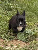 Milk, a male French Bulldog for sale in Winchester, KY – 2 of 7