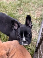 Milk, a male French Bulldog for sale in Winchester, KY – 3 of 7