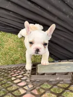Fire, a female French Bulldog for sale in Winchester, KY – 2 of 4