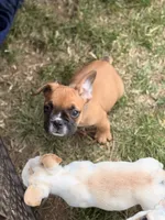 Boxer, a male French Bulldog for sale in Winchester, KY – 4 of 6