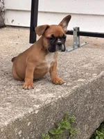 Boxer, a male French Bulldog for sale in Winchester, KY – 6 of 6
