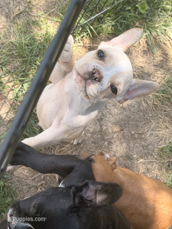 Cooper – French Bulldog puppy for sale in Winchester, KY