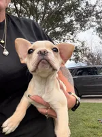 Cooper, a male French Bulldog for sale in Winchester, KY – 8 of 9