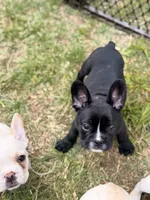 Milk, a male French Bulldog for sale in Winchester, KY – 6 of 7