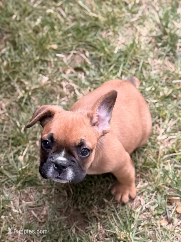 Boxer – French Bulldog puppy for sale in Winchester, KY