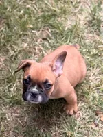 Boxer, a male French Bulldog for sale in Winchester, KY – 1 of 6