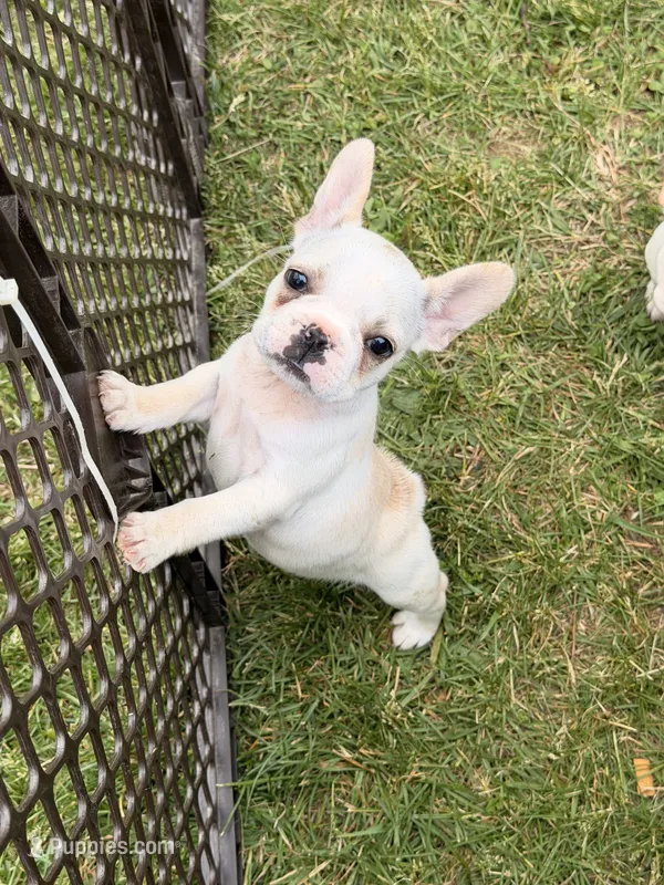 Fire – French Bulldog puppy for sale in Winchester, KY