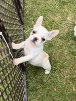 Fire, a female French Bulldog for sale in Winchester, KY – 1 of 4