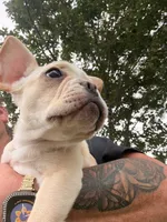 Cooper, a male French Bulldog for sale in Winchester, KY – 6 of 9