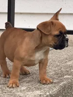 Boxer, a male French Bulldog for sale in Winchester, KY – 2 of 6