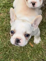 Fire, a female French Bulldog for sale in Winchester, KY – 4 of 4