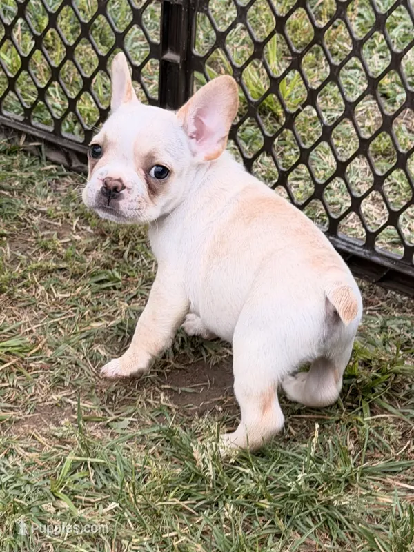 Cooper – French Bulldog puppy for sale in Winchester, KY