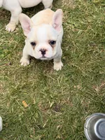 Princess , a female French Bulldog for sale in Winchester, KY – 2 of 6